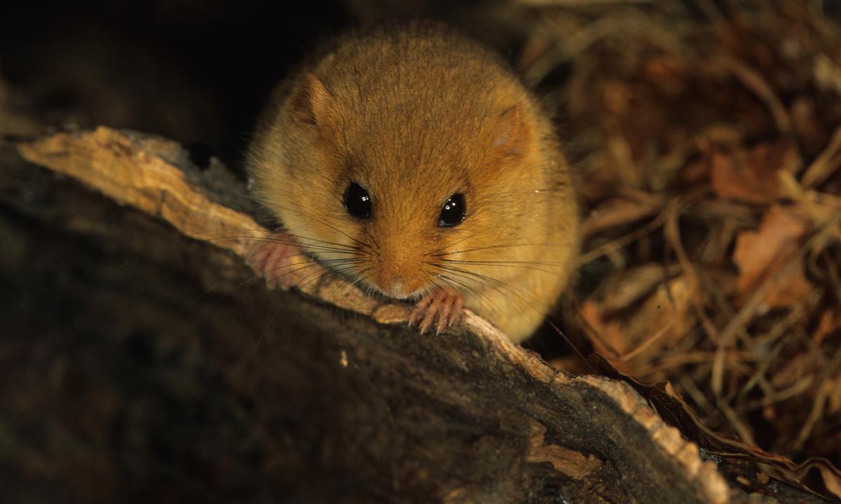 अटारी में रहने वाले चूहों से हमेशा के लिए छुटकारा कैसे पाएं